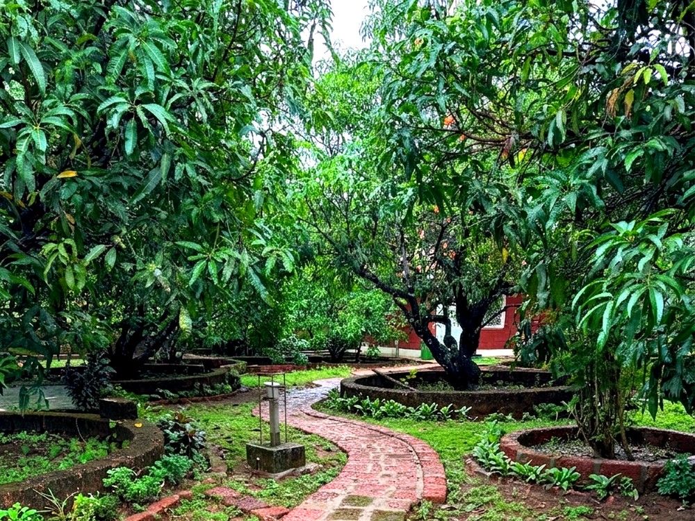 Winding garden pathway through the mango orchard